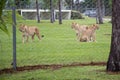 Lions Behind Fence at Lion Country Safari