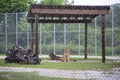 Lion Behind Fence at Lion Country Safari