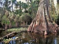 Loxahatchee River Cypress Tree Royalty Free Stock Photo