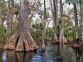 Loxahatchee River Cypress Tree Royalty Free Stock Photo