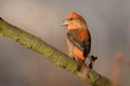 Loxia curvirostra - Red Crossbill sitting on the perch