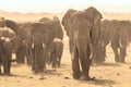 Loxodonta africana, African bush elephant. Royalty Free Stock Photo