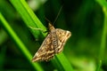 Loxostege sticticalis beet webworm moth resting on green grass during a sunny day Royalty Free Stock Photo