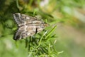 Loxostege sticticalis is a species of moth in the Crambidae family