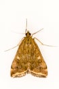 Loxostege sticticalis is a species of moth in the Crambidae family