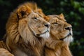 Loyal African lion couple. Generate ai Royalty Free Stock Photo