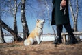 Loyal akita inu puppy looks at woman in dark-green coat holding rope toy