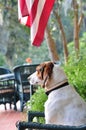 Loyal and attentive hound dog sitting in a chair greeting guests from the front porch