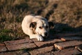 A loyal beige dog is waiting for its owner, a loyal friend, a stray dog