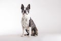 Loyal Boston Terrier watching looking upwards Royalty Free Stock Photo