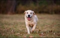 Loyal Canine Companions: Adorable Labrador and Weimaraner Pets Looking at Camera