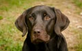 Loyal Canine Companions: Adorable Labrador and Weimaraner Pets Looking at Camera