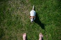 A loyal dog looks at the owner. Playful Jack Russell Terrier puppy standing next to the bare male feet on the green