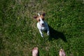 A loyal dog looks at the owner. Playful Jack Russell Terrier puppy standing next to the bare male feet on the green
