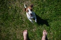 A loyal dog looks at the owner. Playful Jack Russell Terrier puppy standing next to the bare male feet on the green