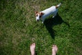 A loyal dog looks at the owner. Playful Jack Russell Terrier puppy standing next to the bare male feet on the green