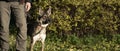 A loyal dog protects the owner. The command heel Royalty Free Stock Photo