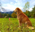 Loyal dog sitting in the field waiting for his master and natural view of trees and mountains in the background