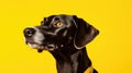 loyal dog on yellow Royalty Free Stock Photo