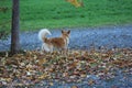 Golden brown dog under a tree in autumn