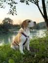 A loyal and friendly companion beagle