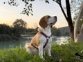 A loyal and friendly companion beagle