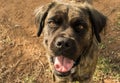 The Loyal Looking Boerboel Retriever Dog.