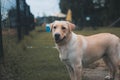 Loyal and lovely Labrador