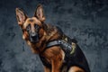 Loyal police german shepherd with police uniform