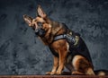 Loyal police german shepherd with police uniform