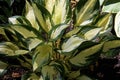 Loyalist Hosta 822812