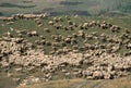 Herd of sheep crowd in farm in spring time Royalty Free Stock Photo