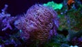 LPS duncan coral polyp head move tentacle on oral disc in strong flow, fluorescent animal, perfect pet for beginner aquarist