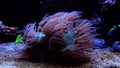 LPS Elegance coral in reef aquarium - Catalaphyllia Jardinei Royalty Free Stock Photo