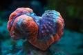 LPS lobed brain coral polyp animal in strong current, live rock ecosystem, demanding pet closed in stress for experienced aquarist