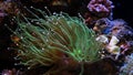 lps torch coral frag grow on live rock, healthy active animal move long green tentacles in flow, reef marine aquarium, popular