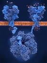 Long term potentation LTP: key actor molecules