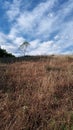 A lttle tree alone on the hill Royalty Free Stock Photo