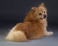 Lu german medium spitz Royalty Free Stock Photo