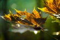 Lua leaves in the sun, autumn time Royalty Free Stock Photo