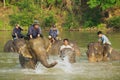 Lao people bathe elephants in a river at sunrise in Luang Prabang, Laos. Royalty Free Stock Photo