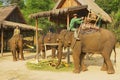 People get elephants ready and saddle them for riding tourists at the Elephant village in Luang Prabang, Laos.