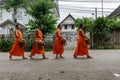 Four Buddhist monks collect alms in Luang Prabang, Laos