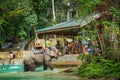 LUANG PRABANG, LAOS - OCTOBER 12, 2019: Elephant at Tad Sae Waterfalls, Luang Prabang, Laos Royalty Free Stock Photo