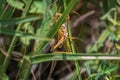 Lubber grasshopper hides in tall grass, Everglades National Park, Florida Royalty Free Stock Photo