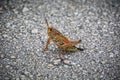 Lubber grasshopper on road to Everglades national park Royalty Free Stock Photo