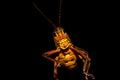 Lubber Grasshopper - Romalea Guttata