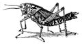 Lubber Grasshopper, vintage illustration Royalty Free Stock Photo