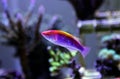 Multicolor Lubbock Fairy Wrasse - Cirrhilabrus lubbocki