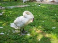 Lubrication of feathers with fat. Swan cleans feathers in the park on the grass. Bird corner in the park. Batumi garden